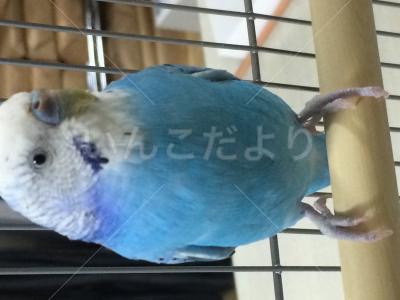 コメントの画像
