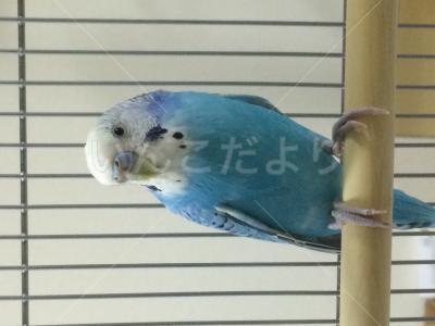 コメントの画像