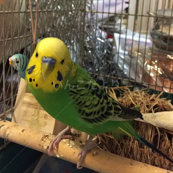 コメントの画像