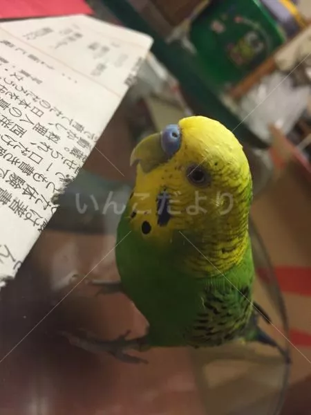 コメントの画像