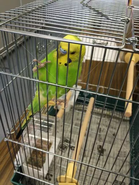 コメントの画像