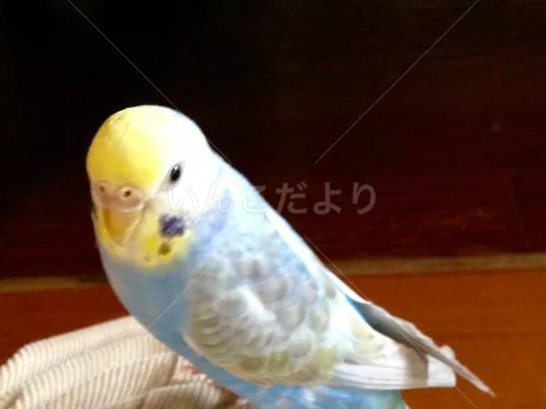 コメントの画像