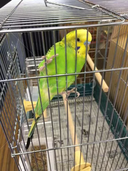 コメントの画像