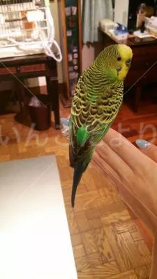 コメントの画像