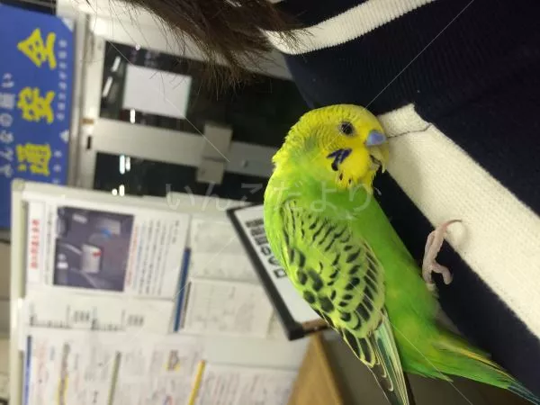 コメントの画像