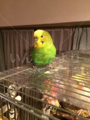 コメントの画像