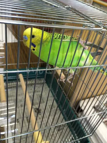 コメントの画像