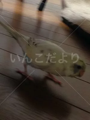 コメントの画像