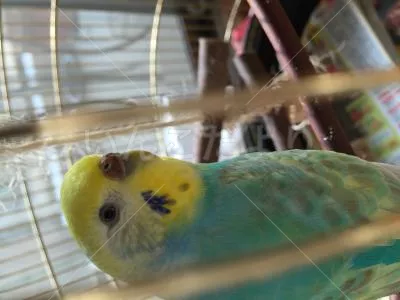 コメントの画像