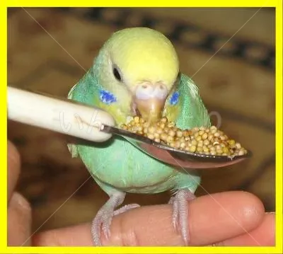 コメントの画像