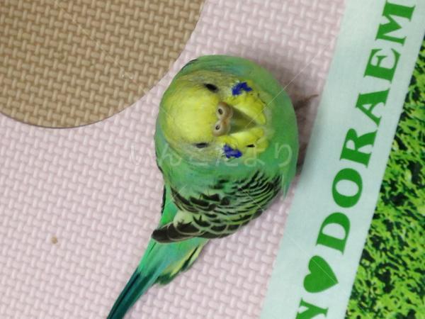 コメントの画像