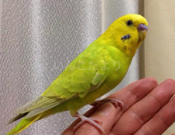 コメントの画像