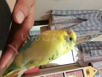 コメントの画像