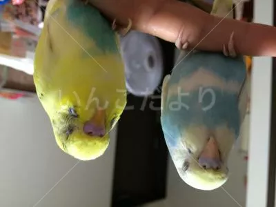 コメントの画像