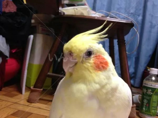 コメントの画像