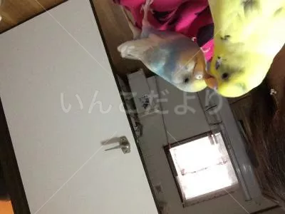 コメントの画像