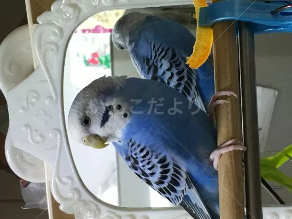 コメントの画像