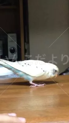 コメントの画像