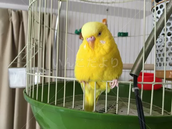 コメントの画像