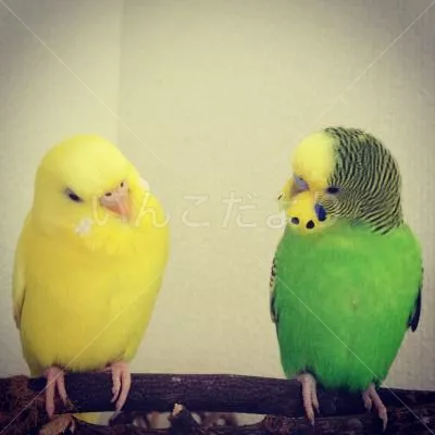 コメントの画像