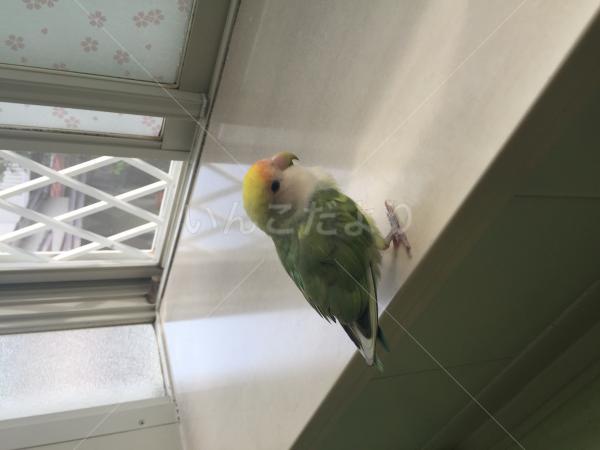コメントの画像
