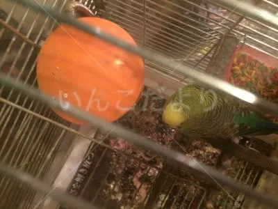 コメントの画像