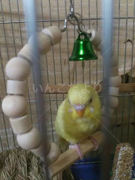 コメントの画像