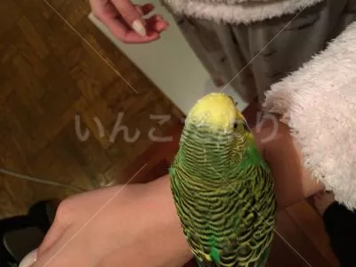 コメントの画像