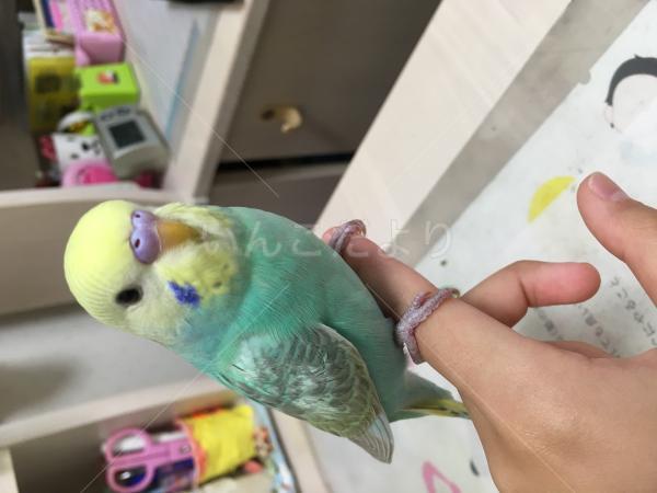 コメントの画像