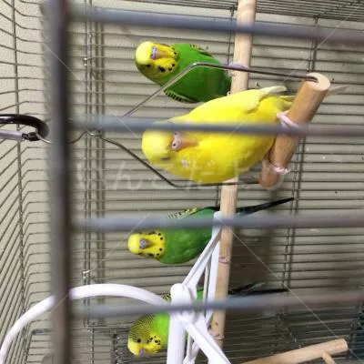 コメントの画像