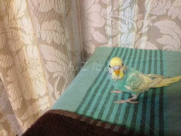 コメントの画像