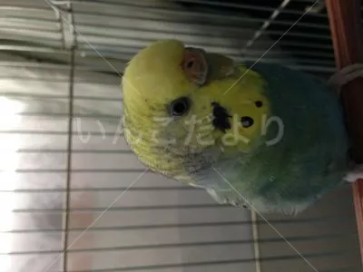 コメントの画像