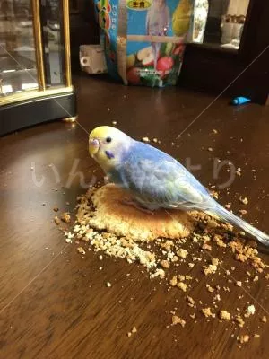 コメントの画像