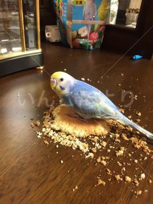 コメントの画像