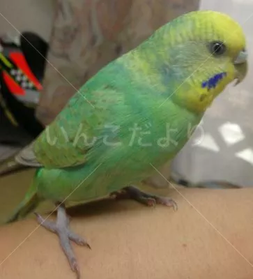 コメントの画像