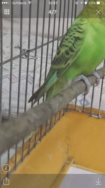 コメントの画像