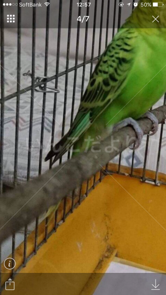 コメントの画像