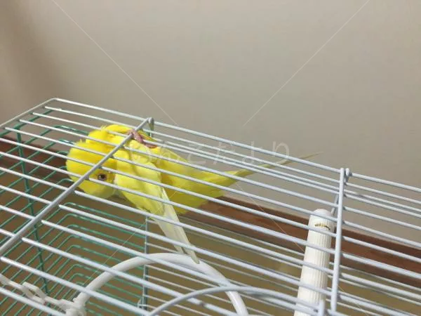 コメントの画像