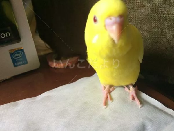 コメントの画像