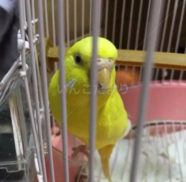 コメントの画像