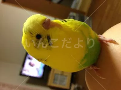 コメントの画像