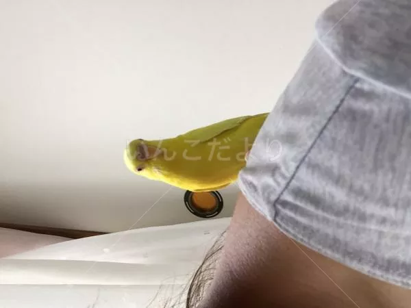 コメントの画像