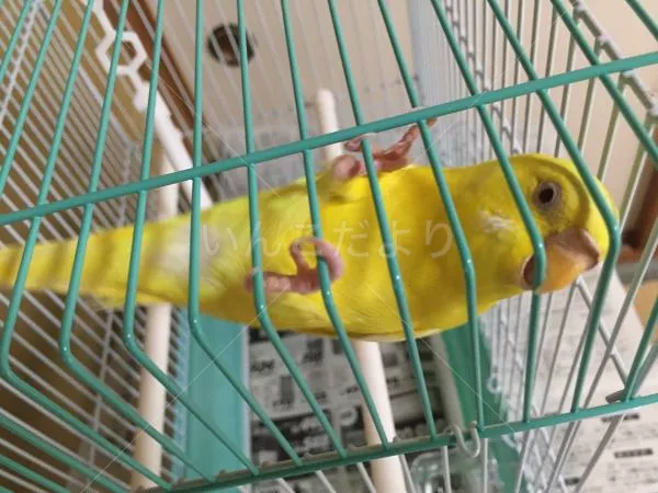 コメントの画像