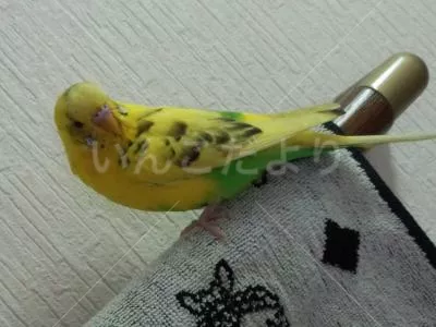 コメントの画像