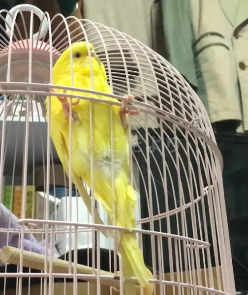 コメントの画像