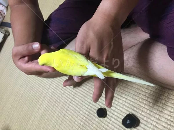 コメントの画像