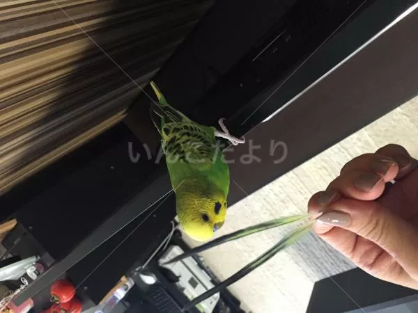 コメントの画像