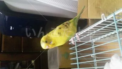 コメントの画像