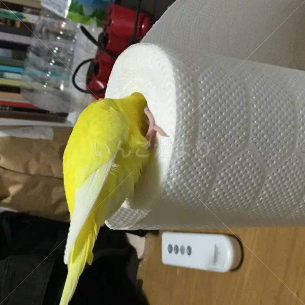 コメントの画像