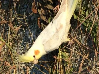 コメントの画像